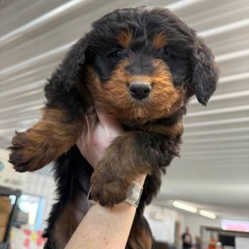 Australian Cattle Dog Blue Heeler and Australian Shepherd Dogs Available for Adoption - Mudbud | PetCurious