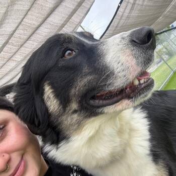 Thundress -  Border Collie and Australian Shepherd Dog Available for Adoption in Binghamton, New York - Thundress | PetCurious