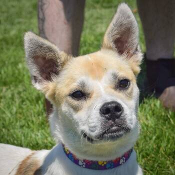 Barnabas -  Boxer and American Staffordshire Terrier Dog for Adoption in Huntley, Illinois - Barnabas | PetCurious