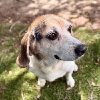 Maverick -  Beagle and Mixed Breed Dog for Adoption in Milton, Florida - Maverick | PetCurious