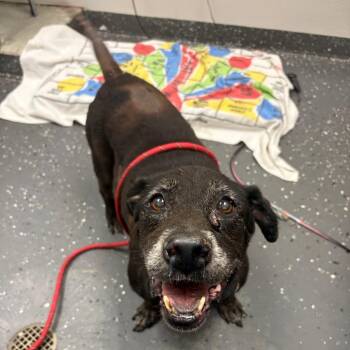 Ellis -  Mixed Breed Dog for Adoption in Columbiana, Alabama - Ellis | PetCurious