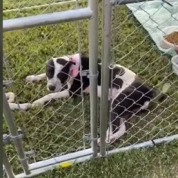 Rescue Boxer and Mixed Breed Dogs for Adoption in Hackett, Arkansas - Millie | PetCurious