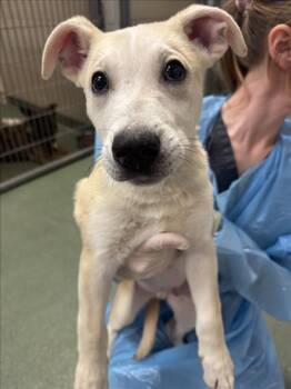 Mixed Breed Dogs Available for Adoption in Santa Fe, New Mexico - ZAYN | PetCurious