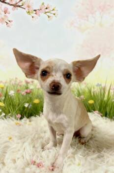 Chihuahua Dogs Available for Adoption in Tehachapi, California - Betty | PetCurious