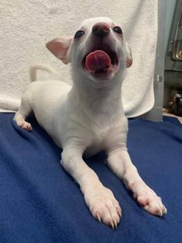 Chihuahua and Mixed Breed Dogs Available for Adoption in Fall River, Massachusetts - Captain Morgan | PetCurious