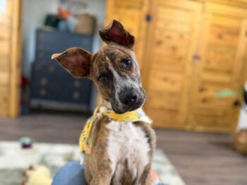 Hazel Rainbow -  Pit Bull Terrier and Staffordshire Bull Terrier Dog for Adoption in Friendswood, Texas - Hazel Rainbow | PetCurious