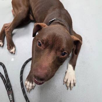 10/11/2026-STRAY-FloydRoad -  Mixed Breed Dog for Adoption in Columbus, Georgia - 10/11/2026-STRAY-FloydRoad | PetCurious