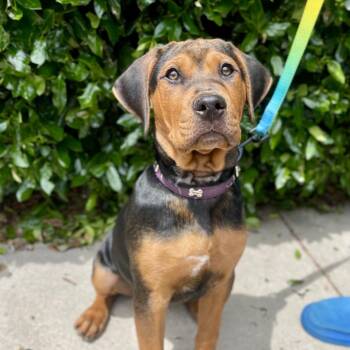 Rottweiler Dogs Available for Adoption in Fayetteville, Georgia - Brownie | PetCurious
