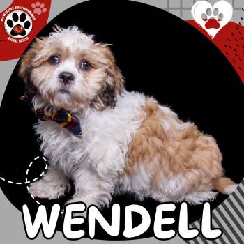 WENDELL -  Shih Tzu and Bichon Frise Dog for Adoption in Foxfield, Colorado - WENDELL | PetCurious
