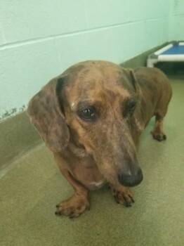 Rescue Dachshund Dogs for Adoption in Colleyville, Texas - Poptart | PetCurious