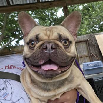 Monty -  Mixed Breed Dog for Adoption in Leander, Texas - Monty | PetCurious