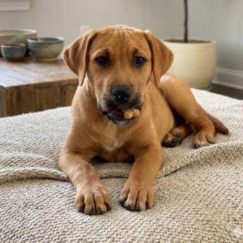 Hound and Black Mouth Cur Dogs Available for Adoption in Brookeville, Maryland - Paul | PetCurious
