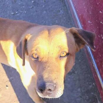 Shepherd and Mastiff Dogs Available for Adoption in Niagara Falls, Ontario - Brutus (20260509-02) | PetCurious