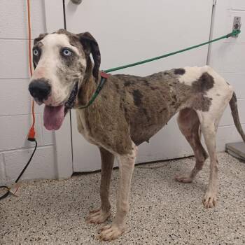 Daydream -  Great Dane and Mixed Breed Dog for Adoption in Hattiesburg, Mississippi - Daydream | PetCurious