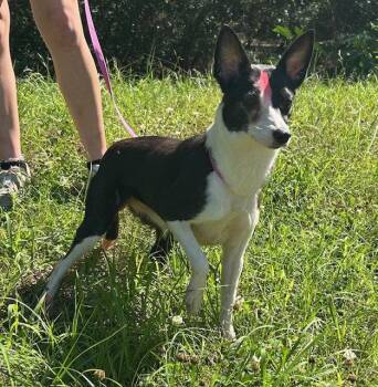 260665  Phoebe -  Rat Terrier Dog for Adoption in Wetumpka, Alabama - 260665  Phoebe | PetCurious
