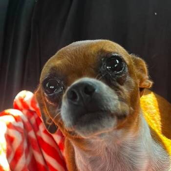 Honeybee -  Chihuahua and Mixed Breed Dog for Adoption in St. Peters, Missouri - Honeybee | PetCurious