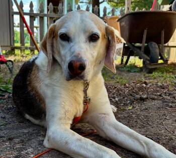 Harold -  Treeing Walker Coonhound Dog for Adoption in Raleigh, North Carolina - Harold | PetCurious