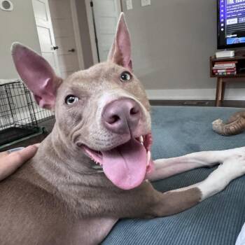 Pinto -  Pit Bull Terrier Dog for Adoption in Chicago, Illinois - Pinto | PetCurious