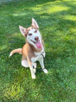Nymeria -  Husky Dog for Adoption in Myerstown, Pennsylvania - Nymeria | PetCurious