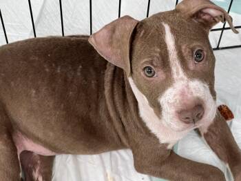 Rescue American Staffordshire Terrier Dogs for Adoption - Fungus | PetCurious