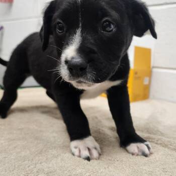 Mixed Breed Dogs Available for Adoption in Evensville, Tennessee - Jaida | PetCurious