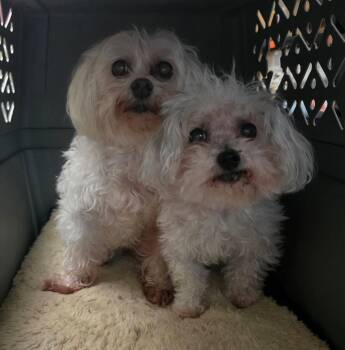 Harlow & Gracie -  Maltese Dog for Adoption in Anchorage, Alaska - Harlow & Gracie | PetCurious