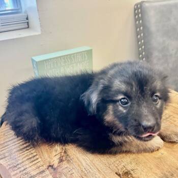 Rescue German Shepherd Dog and Labrador Retriever Dogs for Adoption in Gallatin, Tennessee - Aurora | PetCurious