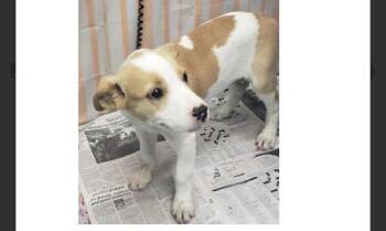 Betty -  Hound and Terrier Dog for Adoption in Willingboro, New Jersey - Betty | PetCurious
