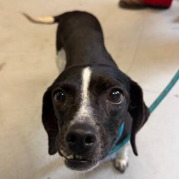 Susie Q -  Dachshund and Mixed Breed Dog for Adoption in Charlottesville, Virginia - Susie Q | PetCurious