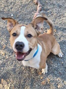 PRINCE -  Pit Bull Terrier Dog for Adoption in Woodland, California - PRINCE | PetCurious