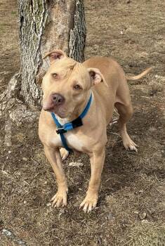 Pit Bull Terrier Dogs Available for Adoption - Diamond | PetCurious