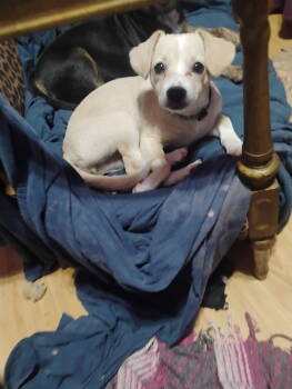 Rescue Chihuahua and Dachshund Dogs for Adoption in Welling, Oklahoma - Coco | PetCurious