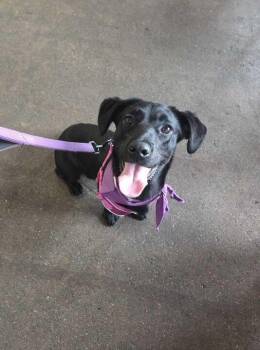 Midge (In Foster) -  Labrador Retriever Dog Available for Adoption in Elmwood, Louisiana - Midge (In Foster) | PetCurious