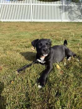 Rescue Labrador Retriever and Terrier Dogs for Adoption in Berlin, New Jersey - Lizzy | PetCurious