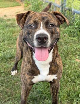 Rocky Road -  Pit Bull Terrier Dog for Adoption in Anderson, Indiana - Rocky Road | PetCurious