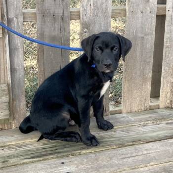 TNGC-Stray-1379 -  Mixed Breed Dog for Adoption in Pulaski, Tennessee - TNGC-Stray-1379 | PetCurious