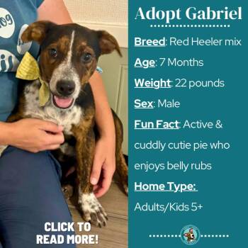 Gabriel -  Cattle Dog and Mixed Breed Dog for Adoption in Metamora, Michigan - Gabriel | PetCurious
