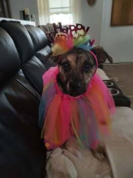 Rescue Terrier Dogs for Adoption in Sevierville, Tennessee - Lippy Aka Yippee-Kai | PetCurious