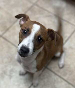 Buddy -  Jack Russell Terrier Dog for Adoption in Elkhorn, Wisconsin - Buddy | PetCurious