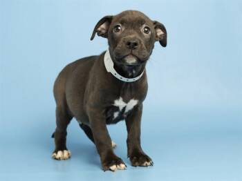 CRICKET -  Pit Bull Terrier Dog for Adoption in Phoenix, Arizona - CRICKET | PetCurious