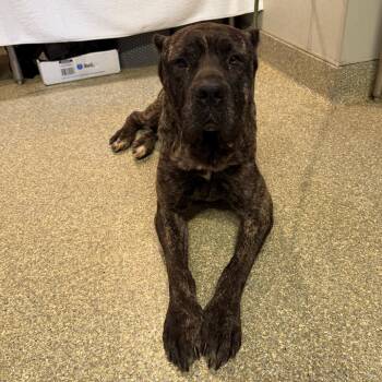 IVHS-Stray-140008 -  Cane Corso Dog for Adoption in San Gabriel, California - IVHS-Stray-140008 | PetCurious
