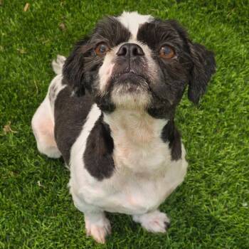 Oreo -  Shih Tzu Dog for Adoption in Anderson, South Carolina - Oreo | PetCurious