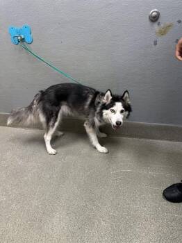 LOVELY -  Husky Dog for Adoption in Las Vegas, Nevada - LOVELY | PetCurious