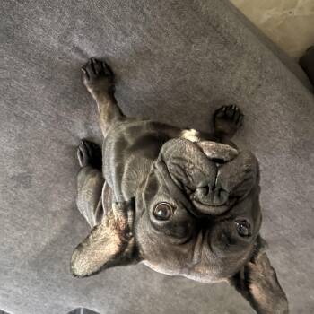 Sophia -  French Bulldog Dog for Adoption in Las Vegas, Nevada - Sophia | PetCurious