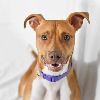 Stella -  American Bulldog Dog for Adoption in Defuniak Springs, Florida - Stella | PetCurious