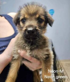 Neon -  Hound and Terrier Dog for Adoption in Gilberts, Illinois - Neon | PetCurious