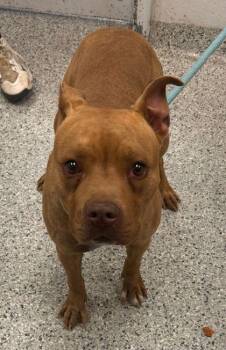 Pit Bull Terrier and Mixed Breed Dogs Available for Adoption in Kansas City, Missouri - Enya | PetCurious
