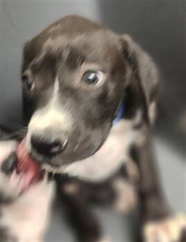 Da Vinci - URGENT - 24-hour NOTICE -  Labrador Retriever Dog for Adoption in Thousand Oaks, California - Da Vinci - URGENT - 24-hour NOTICE | PetCurious