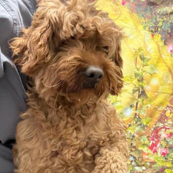 Golden Retriever and Poodle Dogs Available for Adoption in Normal, Illinois - Sierra Mist | PetCurious