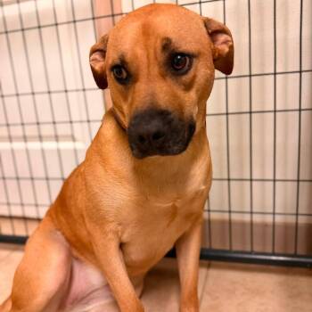 Sissy -  Black Mouth Cur Dog for Adoption in Mansfield, Texas - Sissy | PetCurious